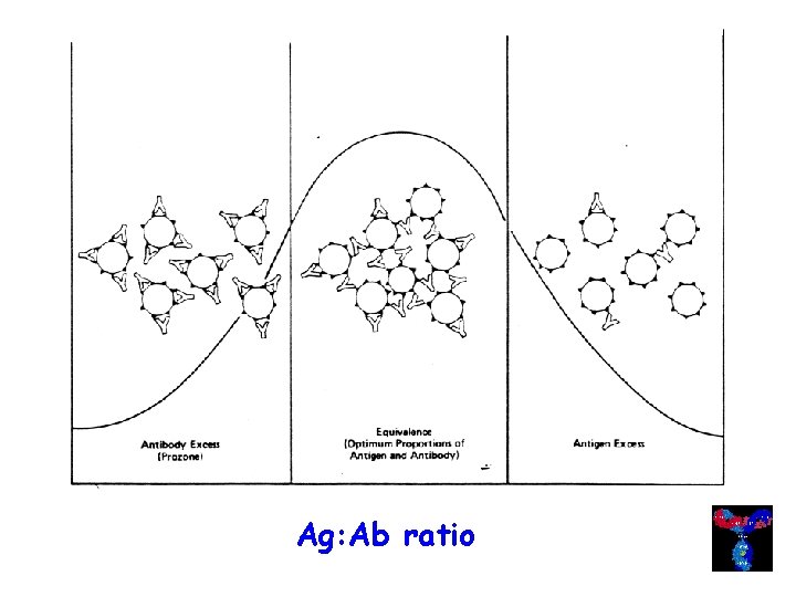 Ag: Ab ratio 