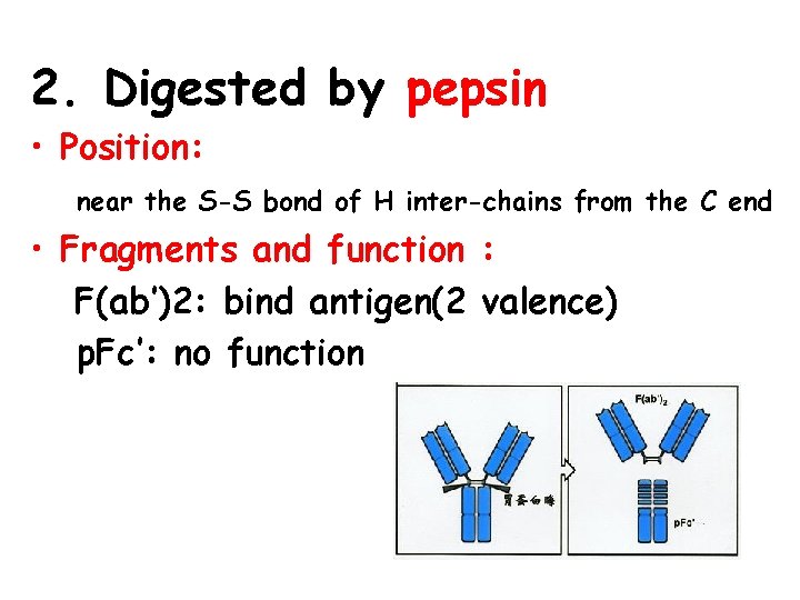 2. Digested by pepsin • Position: near the S-S bond of H inter-chains from