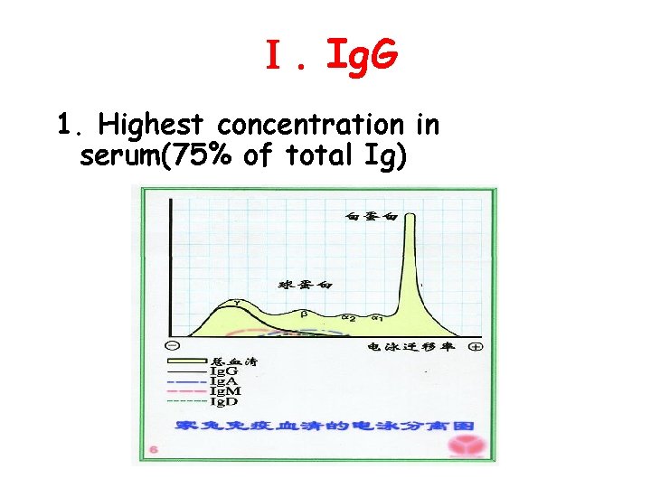 Ⅰ. Ig. G 1. Highest concentration in serum(75% of total Ig) 