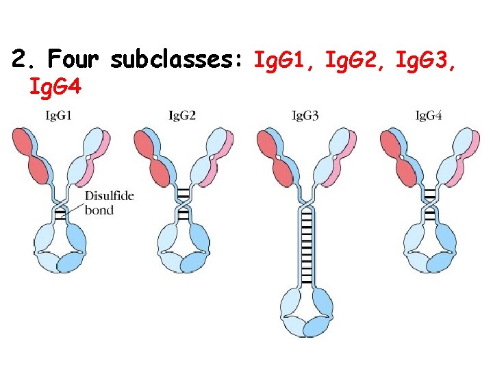 2. Four subclasses: Ig. G 1, Ig. G 2, Ig. G 3, Ig. G