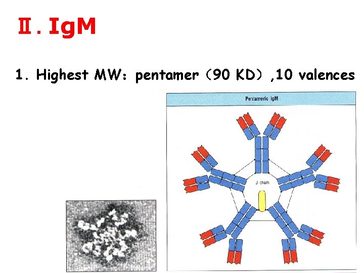 Ⅱ. Ig. M 1. Highest MW：pentamer（90 KD）, 10 valences 