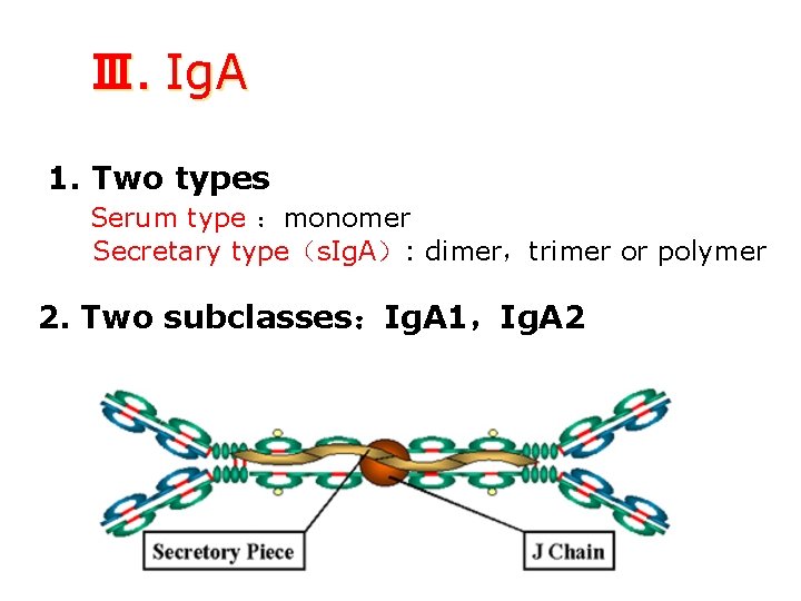 Ⅲ. Ig. A 1. Two types Serum type ：monomer Secretary type（s. Ig. A）: dimer，trimer