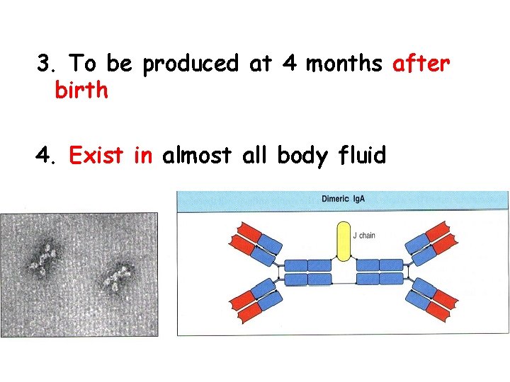 3. To be produced at 4 months after birth 4. Exist in almost all