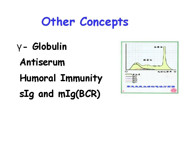 Other Concepts γ- Globulin Antiserum Humoral Immunity s. Ig and m. Ig(BCR) 