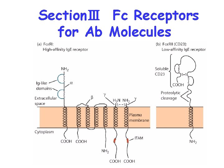 SectionⅢ Fc Receptors for Ab Molecules 