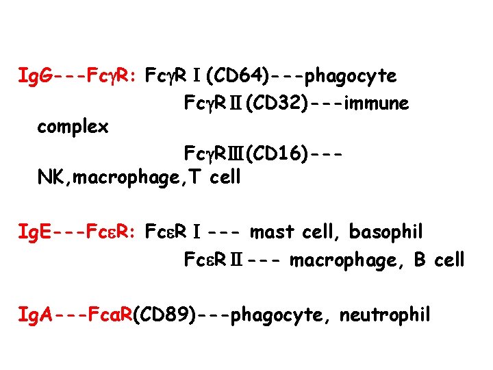 Ig. G---Fc R: Fc RⅠ(CD 64)---phagocyte Fc RⅡ(CD 32)---immune complex Fc RⅢ(CD 16)--NK, macrophage,