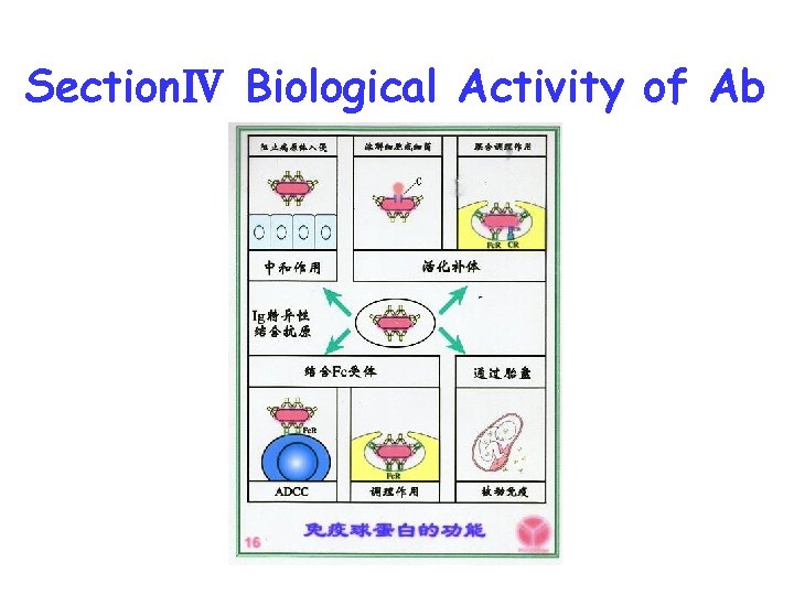 SectionⅣ Biological Activity of Ab 