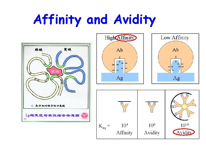 Affinity and Avidity 