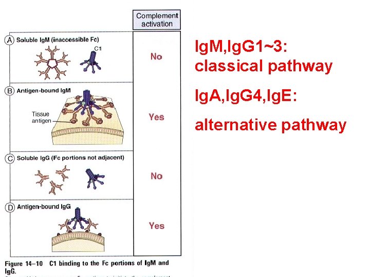 Ig. M, Ig. G 1~3: classical pathway Ig. A, Ig. G 4, Ig. E: