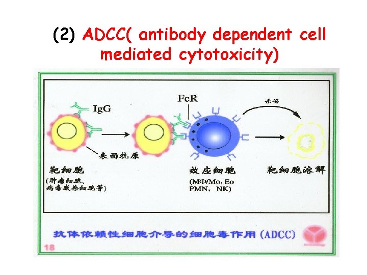 (2) ADCC( antibody dependent cell mediated cytotoxicity) 