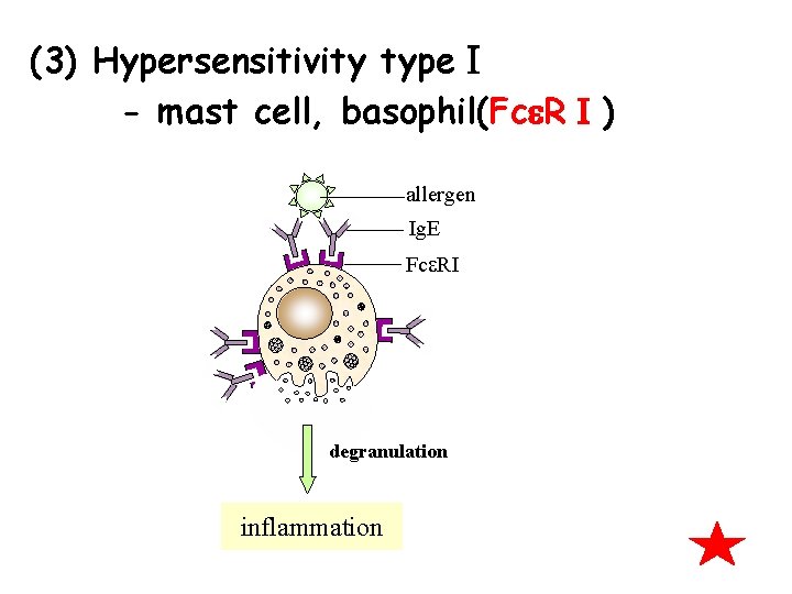 (3) Hypersensitivity typeⅠ - mast cell, basophil(Fc RⅠ) allergen Ig. E Fce. RI degranulation