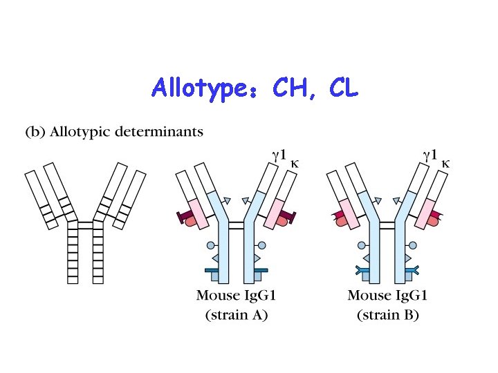 Allotype：CH, CL 