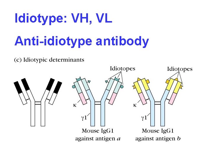 Idiotype: VH, VL Anti-idiotype antibody 