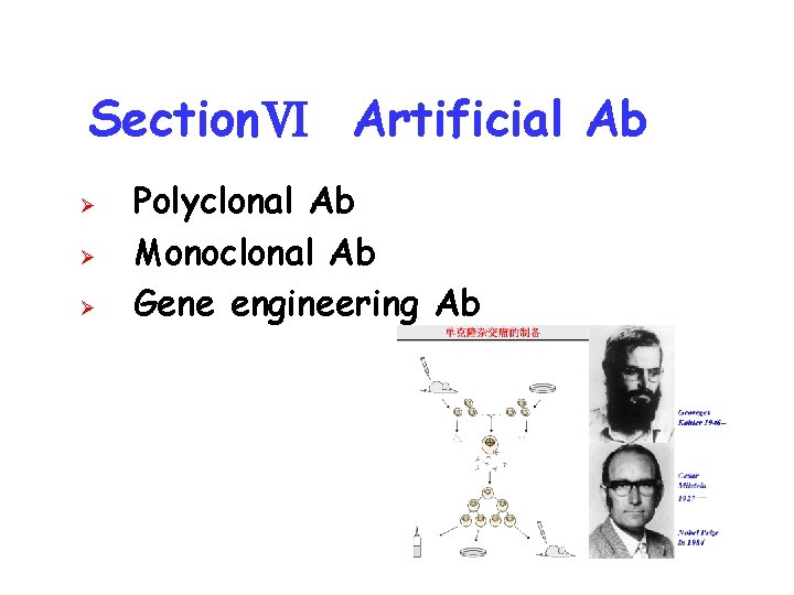SectionⅥ Artificial Ab Ø Ø Ø Polyclonal Ab Monoclonal Ab Gene engineering Ab 
