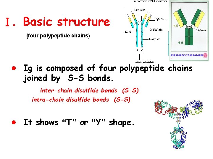 Ⅰ. Basic structure (four polypeptide chains) l Ig is composed of four polypeptide chains