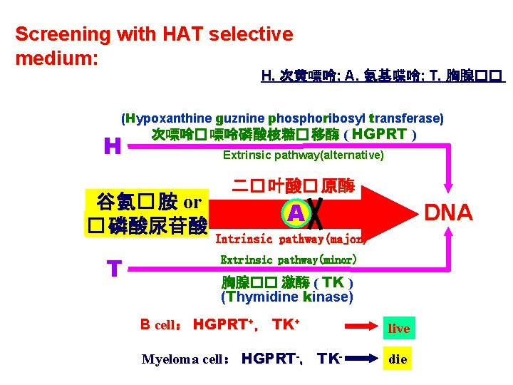 Screening with HAT selective medium: H, 次黄嘌呤; A, 氨基喋呤; T, 胸腺�� (Hypoxanthine guznine phosphoribosyl