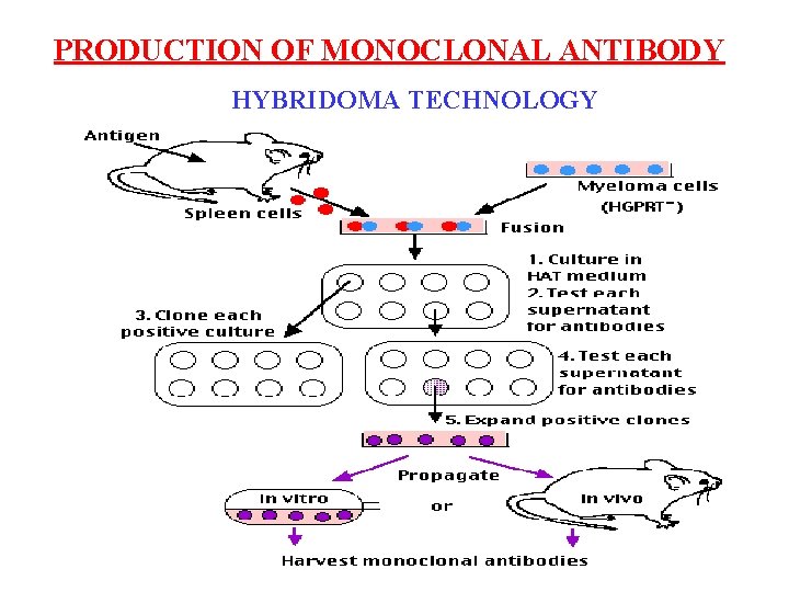 PRODUCTION OF MONOCLONAL ANTIBODY HYBRIDOMA TECHNOLOGY 