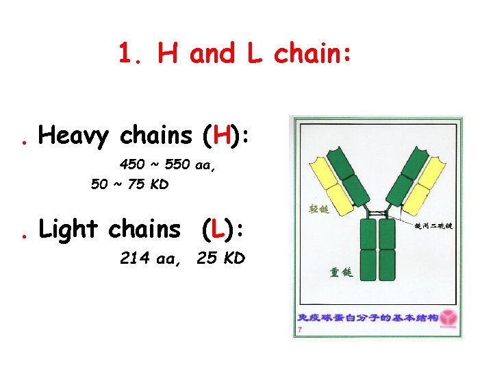 1. H and L chain: . Heavy chains (H): 450 ~ 550 aa, 50