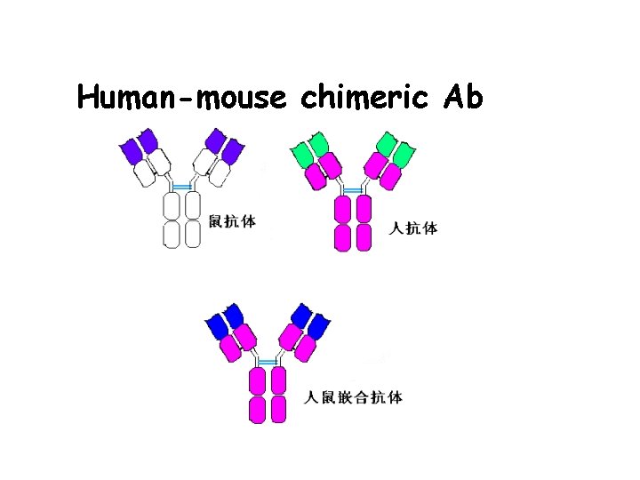 Human-mouse chimeric Ab 