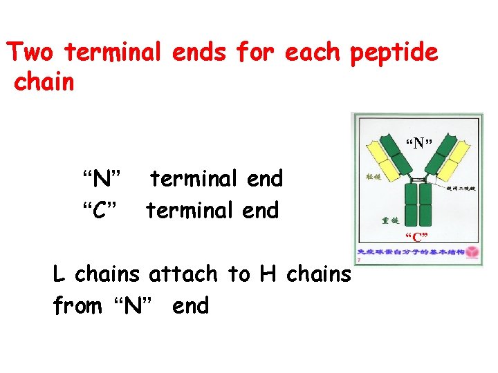 Two terminal ends for each peptide chain “N” “C” terminal end “C” L chains