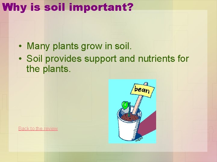 Why is soil important? • Many plants grow in soil. • Soil provides support