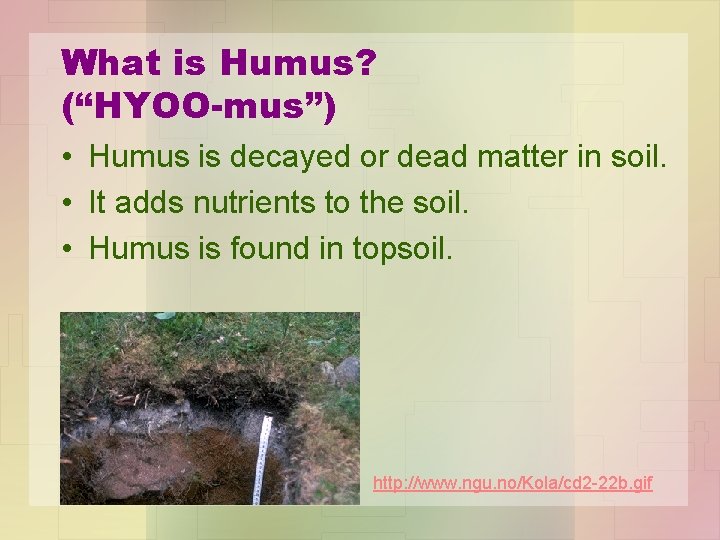 What is Humus? (“HYOO-mus”) • Humus is decayed or dead matter in soil. •