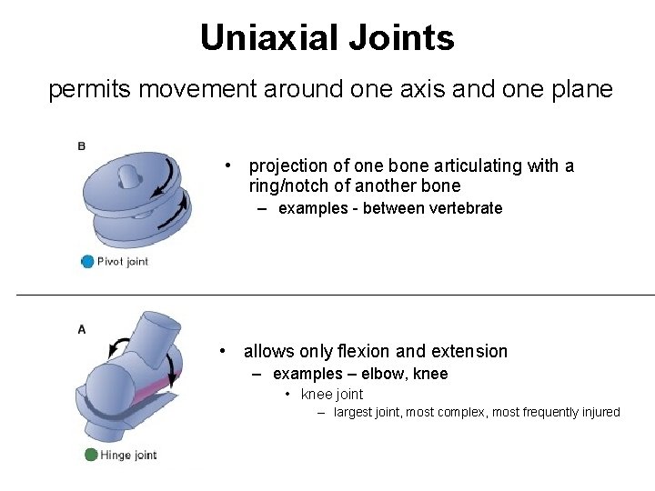 Uniaxial Joints permits movement around one axis and one plane • projection of one