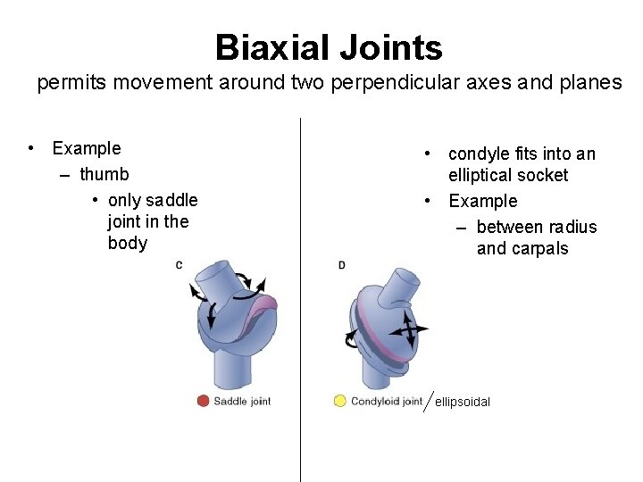 Biaxial Joints permits movement around two perpendicular axes and planes • Example – thumb