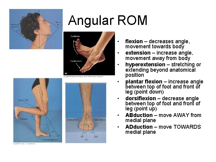 Angular ROM • • flexion – decreases angle, movement towards body extension – increase