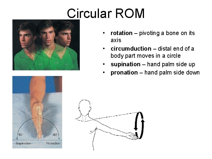 Circular ROM • rotation – pivoting a bone on its axis • circumduction –