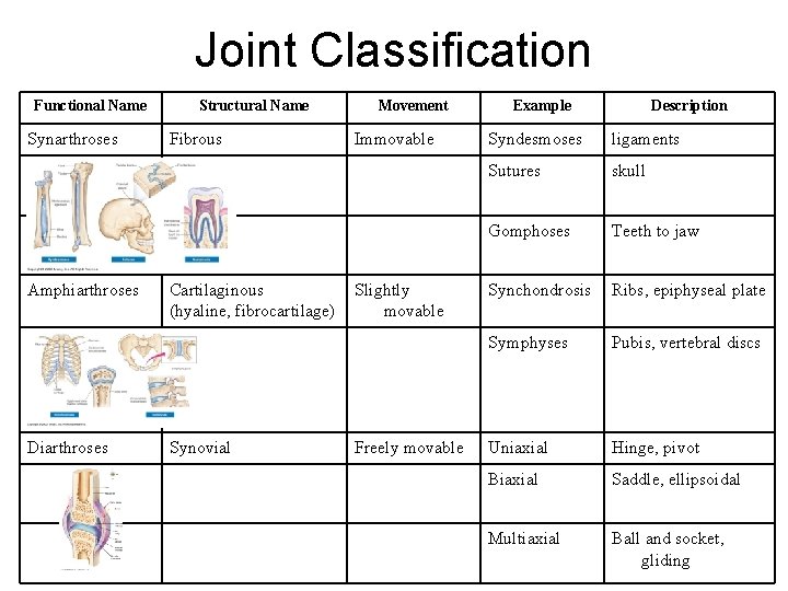 Joint Classification Functional Name Synarthroses Amphiarthroses Diarthroses Structural Name Fibrous Cartilaginous (hyaline, fibrocartilage) Synovial