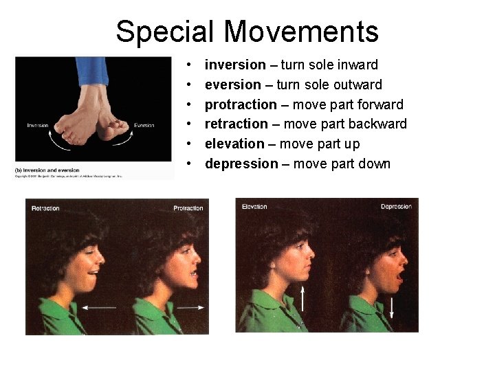 Special Movements • • • inversion – turn sole inward eversion – turn sole