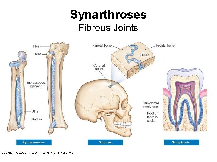 Synarthroses Fibrous Joints 