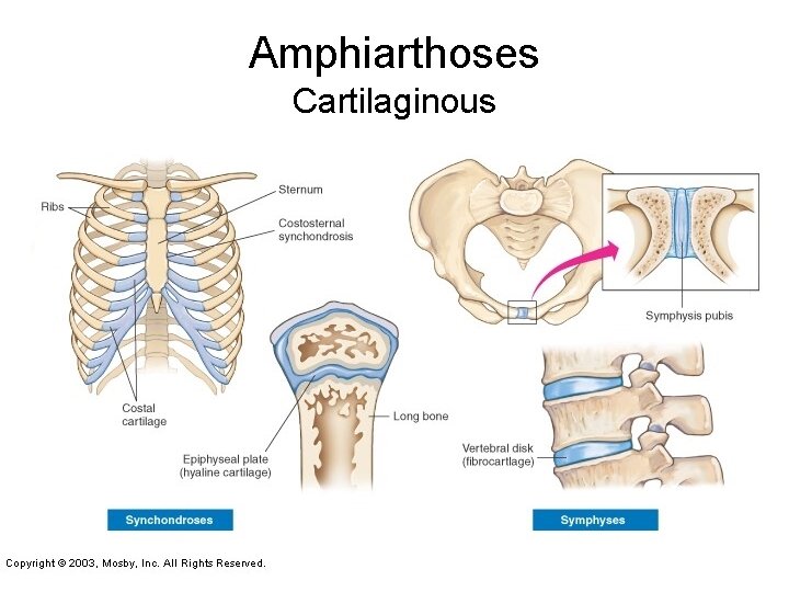 Amphiarthoses Cartilaginous 