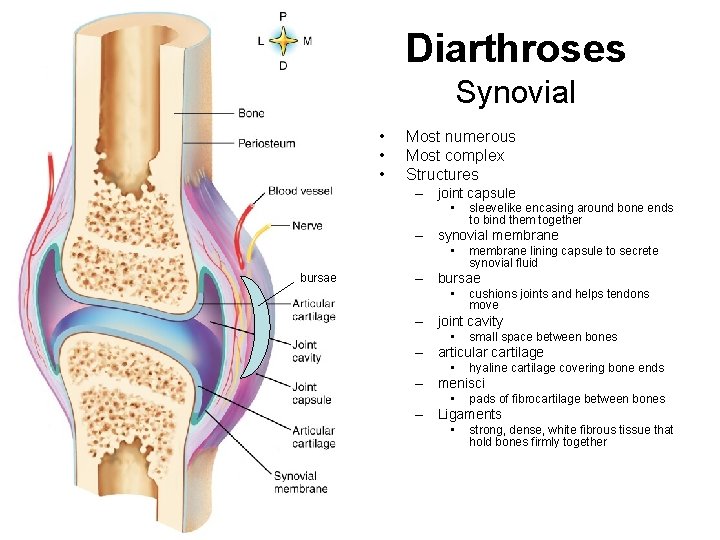 Diarthroses Synovial • • • Most numerous Most complex Structures – joint capsule •