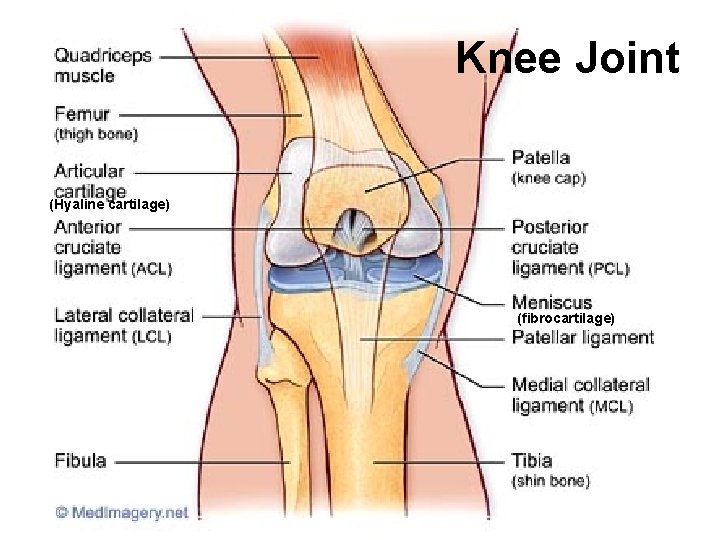 Knee Joint (Hyaline cartilage) (fibrocartilage) 