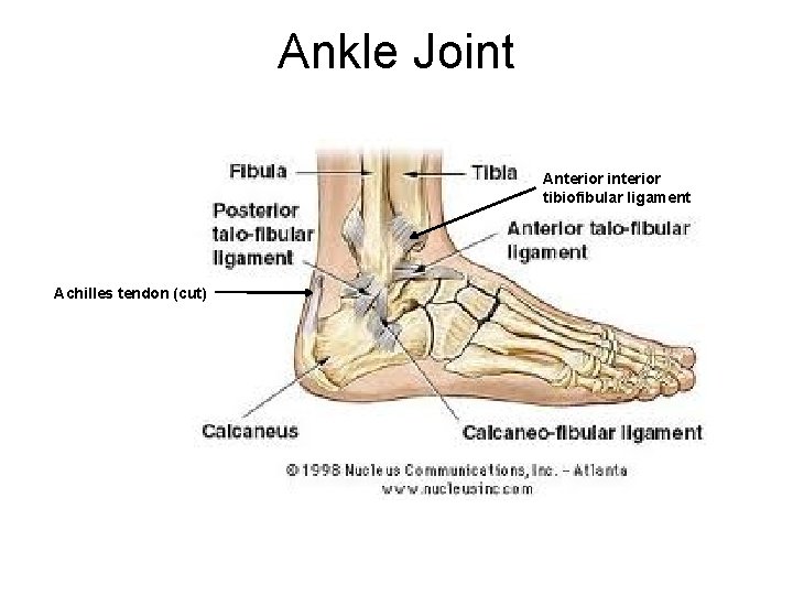 Ankle Joint Anterior interior tibiofibular ligament Achilles tendon (cut) 