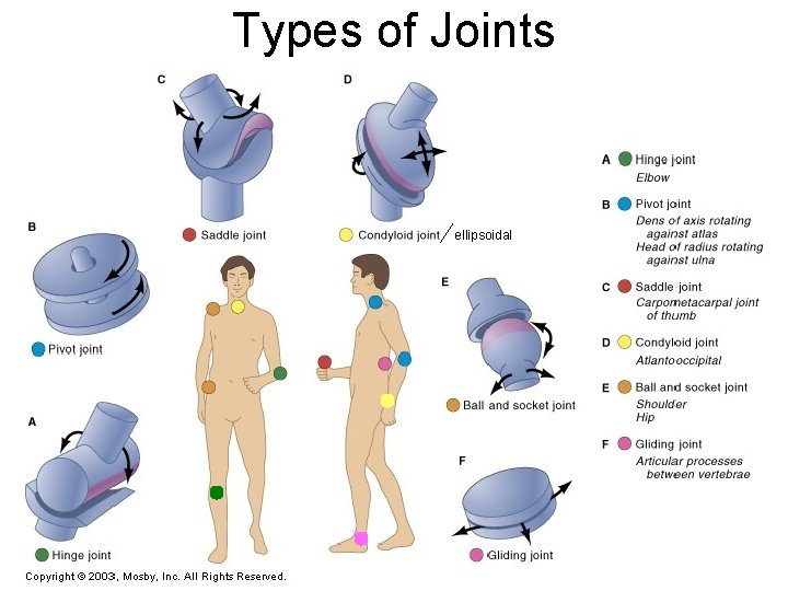 Types of Joints ellipsoidal 