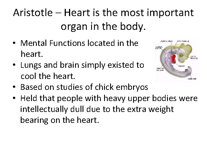 Aristotle – Heart is the most important organ in the body. • Mental Functions