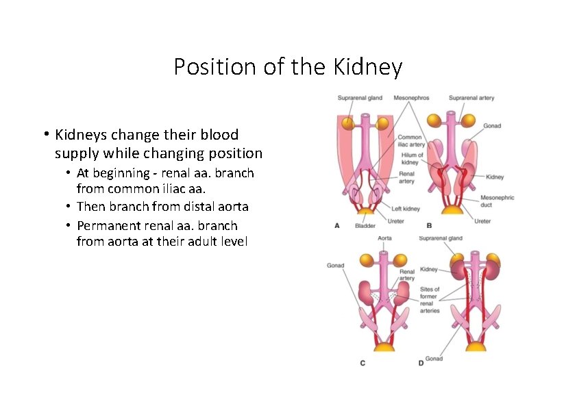 Position of the Kidney • Kidneys change their blood supply while changing position •
