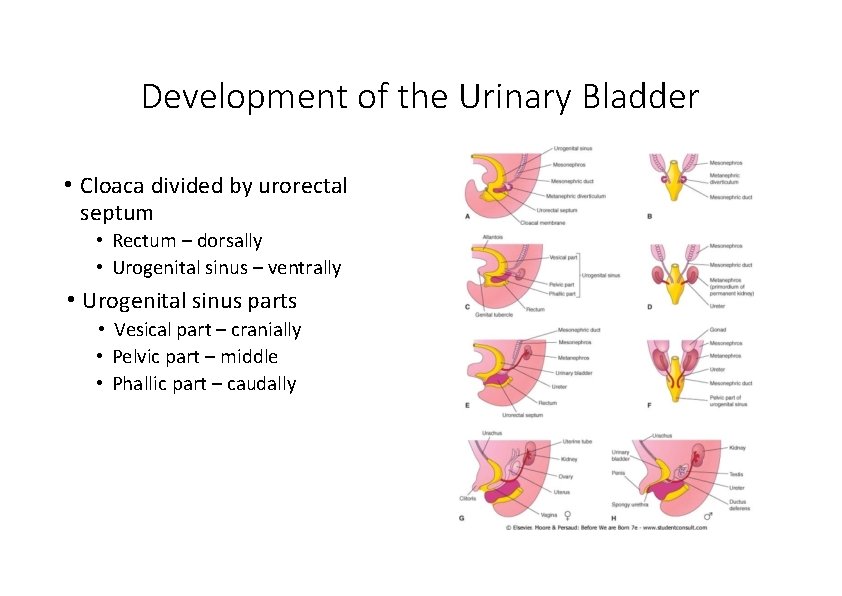 Development of the Urinary Bladder • Cloaca divided by urorectal septum • Rectum –