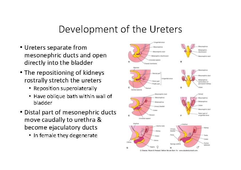 Development of the Ureters • Ureters separate from mesonephric ducts and open directly into