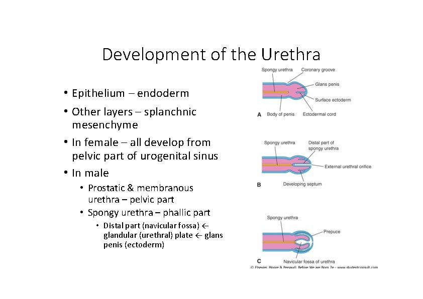 Development of the Urethra • Epithelium – endoderm • Other layers – splanchnic mesenchyme