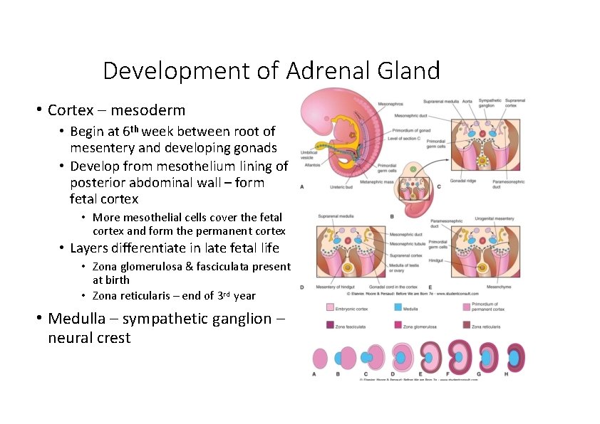 Development of Adrenal Gland • Cortex – mesoderm • Begin at 6 th week