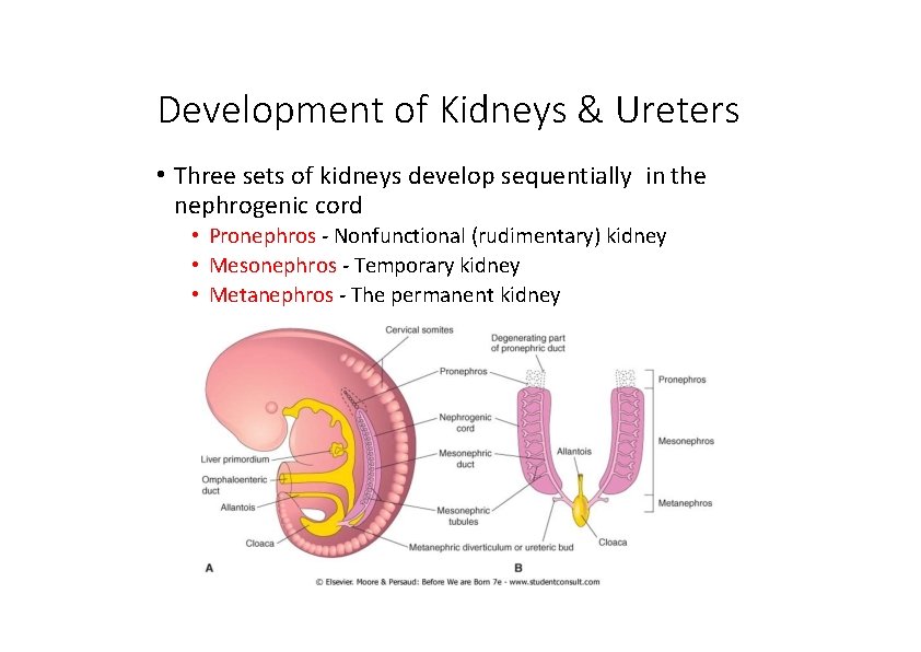 Development of Kidneys & Ureters • Three sets of kidneys develop sequentially in the