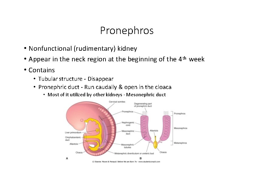 Pronephros • Nonfunctional (rudimentary) kidney • Appear in the neck region at the beginning