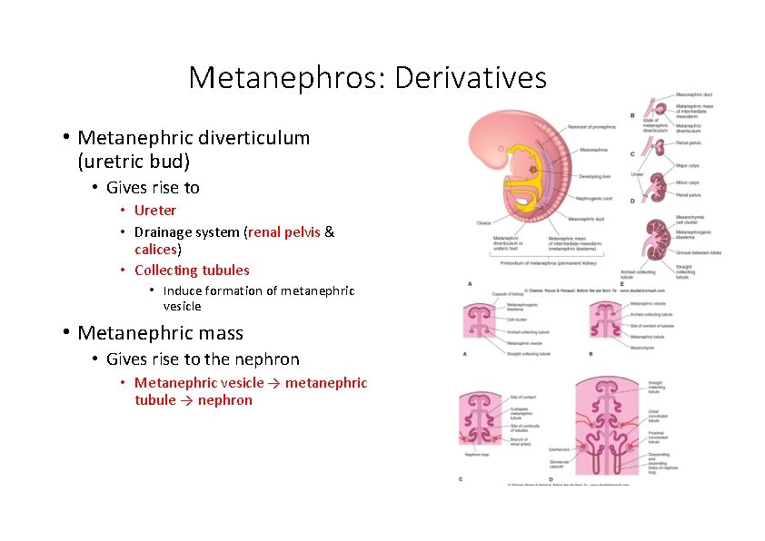 Metanephros: Derivatives • Metanephric diverticulum (uretric bud) • Gives rise to • Ureter •