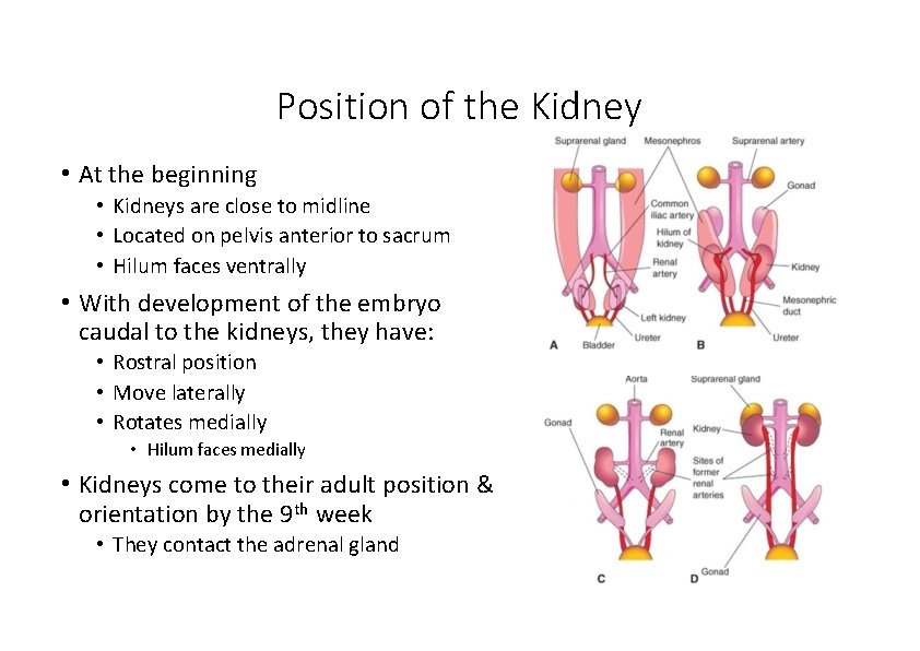 Position of the Kidney • At the beginning • Kidneys are close to midline