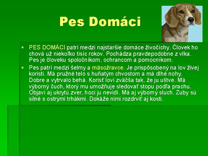 Pes Domáci § PES DOMÁCI patrí medzi najstaršie domáce živočíchy. Človek ho chová už