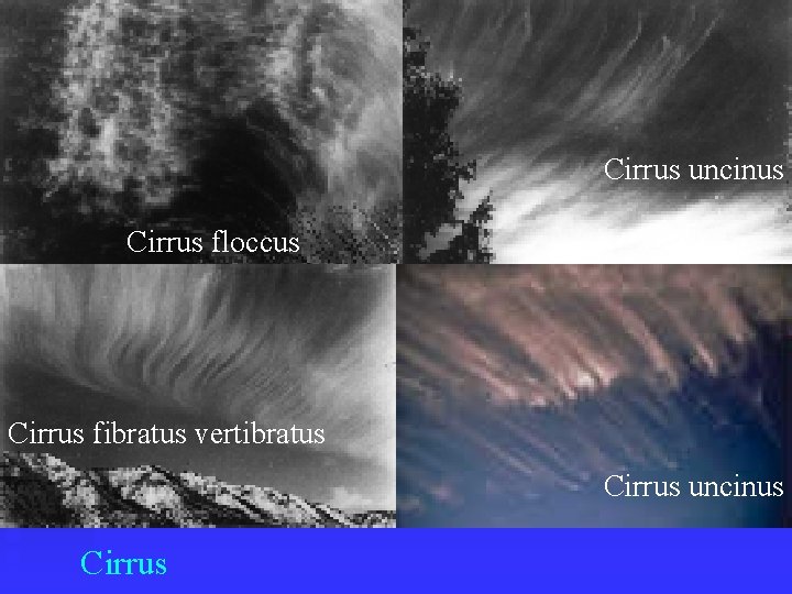 Cirrus uncinus Cirrus floccus Cirrus fibratus vertibratus Cirrus uncinus Cirrus 
